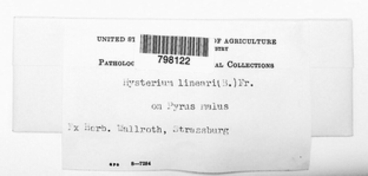 Glonium lineare image